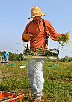 migrant worker with blueberry rake