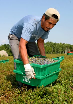 migrant worker with crate of blueberries