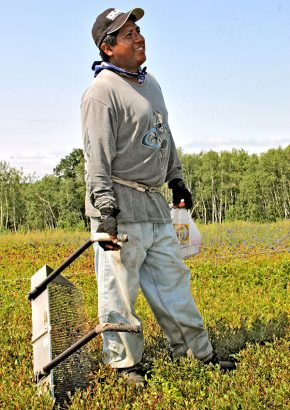 migrant worker with blueberry rake